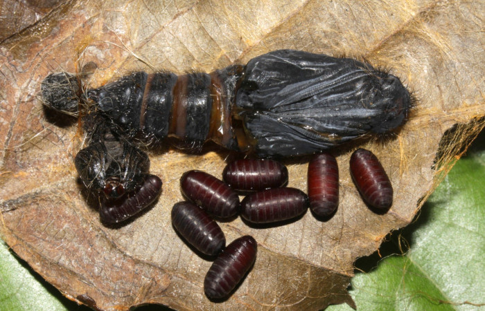 Fig.14  Puparios  de <i>Houghia latigena</i></i> (Tachinidae) de <i>Jemadia suekentonmiller</i></i>  Voucher: 15-SRNP-32156-DHJ729196.jpg