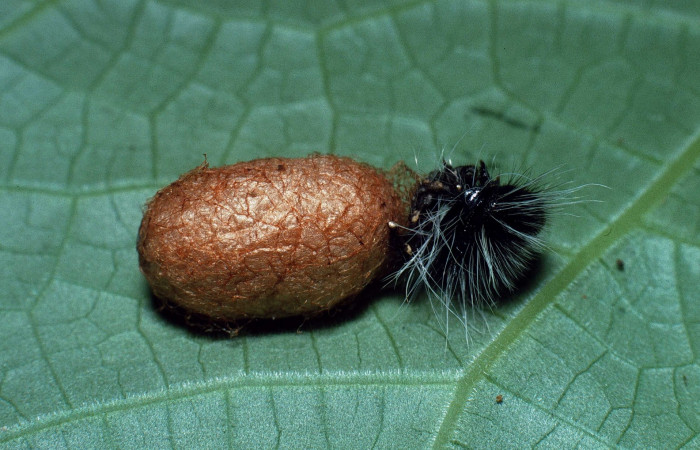 Fig.16  Capullo de <i>Casinaria</i></i>  CAS-02DHJ02 (Ichneumonidae) de <i>Jemadia suekentonmiller</i></i>  Voucher: 16 03-SRNP-21529-DHJ78716.jpg