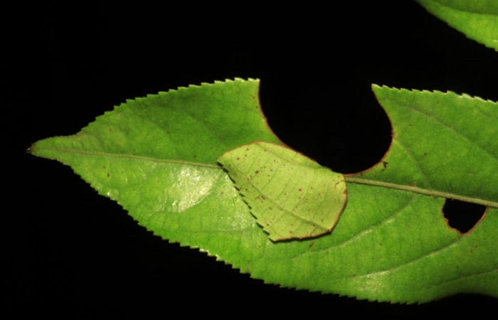 Fig.2  Casita de <i>Jemadia suekentonmiller</i></i>  tercer estadio en <i>Casearia arborea</i></i>  Voucher: 15-SRNP-31216-DHJ728169.jpg