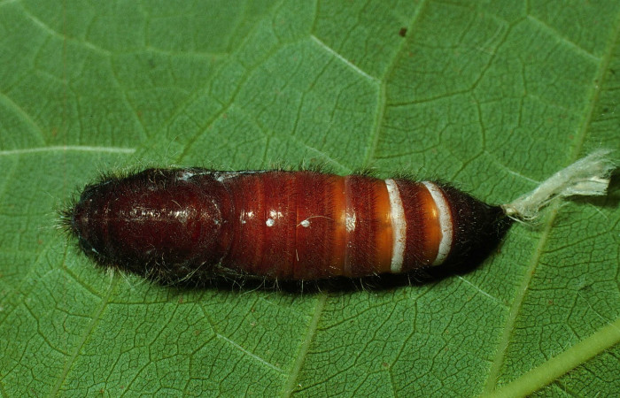 Fig.7  Pupa de <i>Jemadia suekentonmiller</i></i>  mostrando la parte dorsal Voucher: 02-SRNP-13059-DHJ69690.jpg