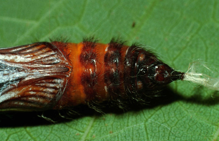 Fig.9  Pupa de <i>Jemadia suekentonmiller</i></i>  mostrando la parte ventral  con pelos. Voucher: 02-SRNP-13059-DHJ69690.jpg, 