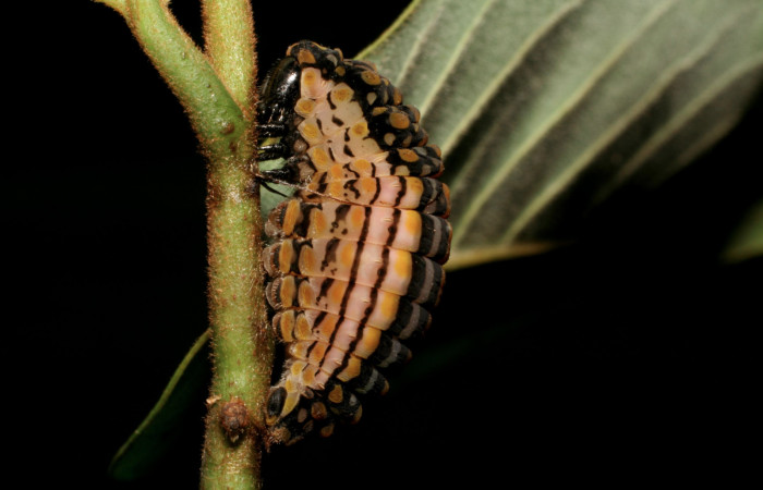 Figura 7. Prepupa de <i>Mimoides clusoculis</i></i> (Papilionidae), vista lateral, localidad Sendero Rótulo Sector Pitilla ACG (510m). Voucher: 06-SRNP-31652-DHJ412757.jpg.