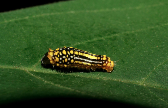 Figura 2. Larva <i>Mimoides clusoculis</i></i> (Papilionidae), tercer estadío (PPU) vista dorsal, localidad Sendero Nayo Sector Cacao ACG (1090m). Voucher: 06-SRNP-35141-DHJ413612.jpg.