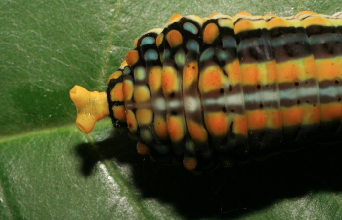 Figura 5. Larva <i>Mimoides clusoculis</i></i> (Papilionidae), vista estructura osmeterio, localidad Sendero Nayo Sector Cacao ACG (1090m). Voucher: 06-SRNP-35142-DHJ413627.jpg.