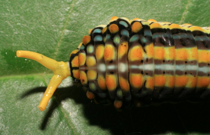 Figura 6. Larva <i>Mimoides clusoculis</i></i> (Papilionidae), vista estructuras osmeterio, localidad Sendero Nayo Sector Cacao ACG (1090m). Voucher: 06-SRNP-35142-DHJ413628.jpg.