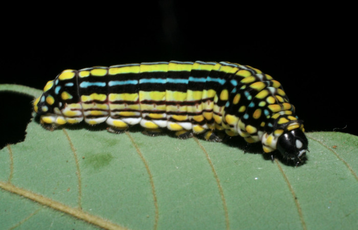 Figura 4. Larva <i>Mimoides clusoculis</i></i> (Papilionidae), último estadío (U) vista lateral, localidad Cerro Gongora Pelado Sector Mundo Nuevo ACG (740m). Voucher: 08-SRNP-56219-DHJ442718.jpg.