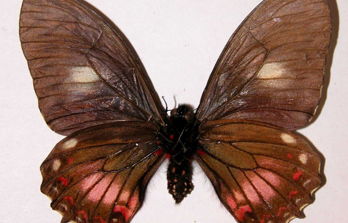 Figura 10. Adulto de <i>Mimoides clusoculis</i></i> (Papilionidae), hembra vista ventral, localidad Sendero Abajo Sector Cacao ACG (1020m). Voucher: 99-SRNP-17227-DHJ34395.jpg.