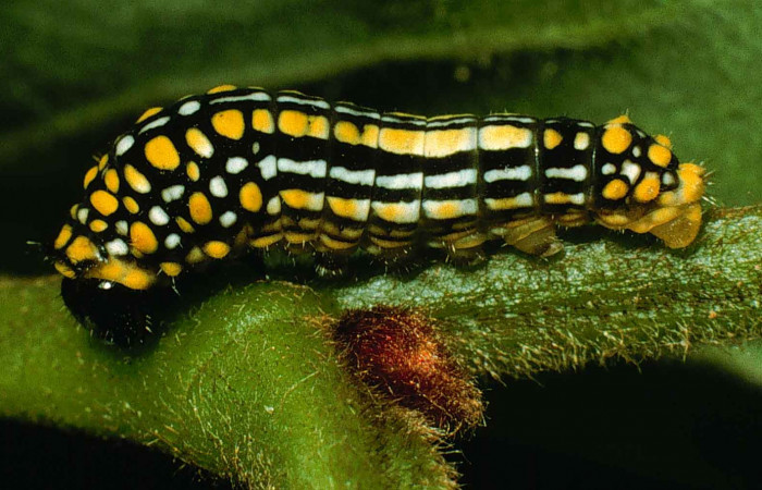 Figura 3. Larva <i>Mimoides clusoculis</i></i> (Papilionidae), penúltimo estadío (PU) vista lateral, localidad Estación Cacao Sector Cacao ACG (1150m). Voucher: 99-SRNP-319-DHJ50126.jpg.