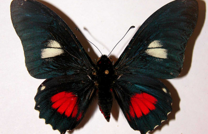 Figura 9. Adulto de <i>Mimoides clusoculis</i></i> (Papilionidae), macho vista dorsal, localidad Sendero Abajo Sector Cacao ACG (1020m). Voucher: 99-SRNP-330-DHJ34396.jpg.