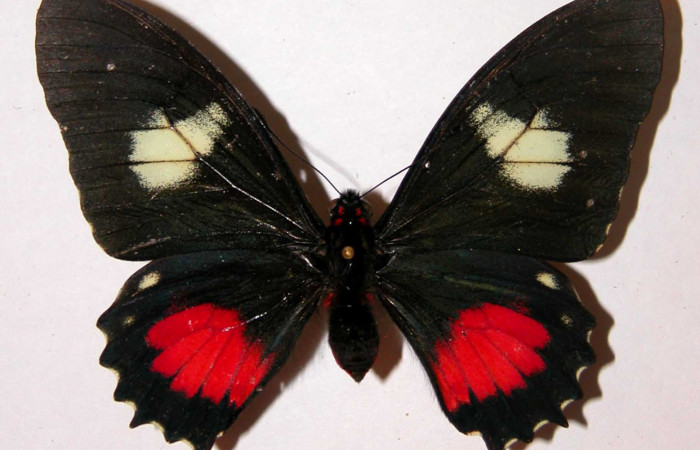 Figura 1. Adulto de <i>Mimoides clusoculis</i></i> (Papilionidae), vista dorsal, localidad Sendero Abajo Sector Cacao ACG (1020m). Voucher: 99-SRNP-336-DHJ34392.jpg.