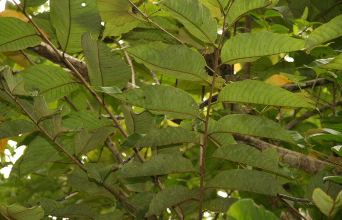 Figura 11. Planta hospedera de <i>Mimoides clusoculis</i></i> (Papilionidae), esta planta se llama <i>Rollinia membranacea</i></i> (Annonaceae), localidad Bullas Estación Biológica Quica Sector Pitilla ACG (440m).