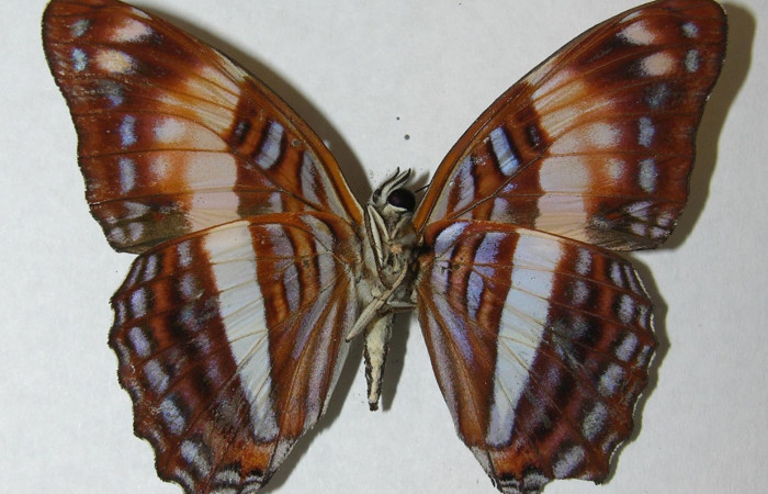 Fig. 10. Adulto <i>Adelpha adstricta</i></i>. Vista ventral.  Voucher: 12-SRNP-31503-DHJ569263.jpg