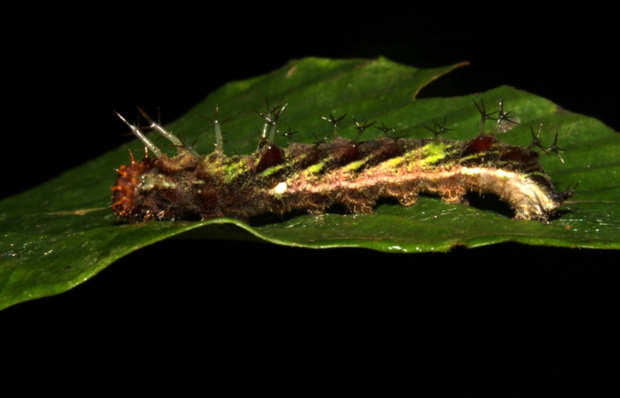 Fig 1.. Larva <i>Adelpha adstricta</i></i>  último estadío, mostrando parte lateral.  

