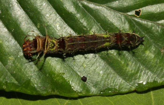 Fig. 3. Larva de <i>Adelpha adstricta</i></i>. Vista dorsal penúltimo estadío.  Voucher: 12-SRNP-31503-DHJ700027.jpg