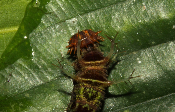 Fig. 5  Larva de <i>Adelpha adstricta</i></i>. Vista dorsal mostrando espinas del torax, penúltimo estadio. VoucherFig.5 12-SRNP-31503-DHJ700029.jpg