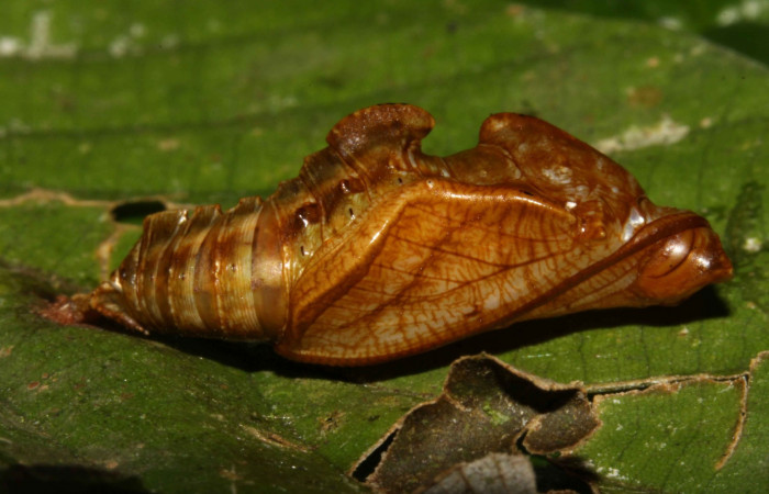 Fig. 6  Pupa <i>Adelpha adstricta</i></i>. Vista lateral. Voucher12-SRNP-31503-DHJ700073.jpg 