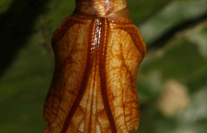 Fig. 7   Pupa de <i>Adelpha adstricta</i></i> Vista ventral.  Voucher 12-SRNP-31503-DHJ700076.jpg.