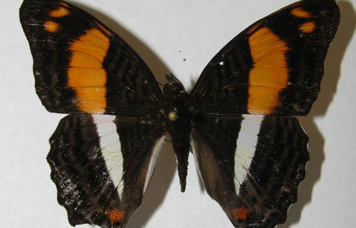 Fig. 9. Adulto <i>Adelpha adstricta</i></i>. Vista dorsal.  Voucher: 12-SRNP-31503-DHJ569262.jpg