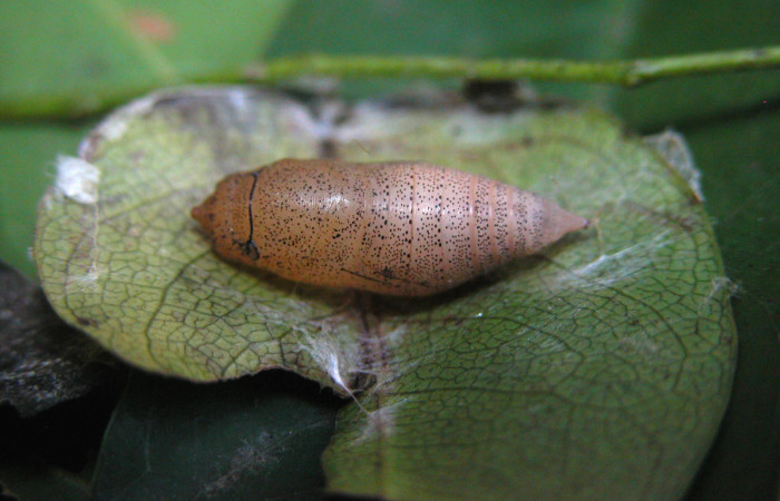 Figura 8. Pupa de <i>Telemiades nicomedes</i></i> (Hesperiidae), vista dorsal, localidad Bosque Humedo, Sector Santa Rosa ACG (290m). Voucher: 03-SRNP-27835-DHJ401272.jpg.