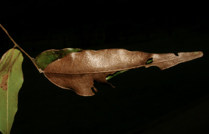 Figura 3. Casa de <i>Telemiades nicomedes</i></i> (Hesperiidae), localidad Sendero Venado, Sector Rincón Rain Forest ACG (420m). Voucher: 05-SRNP-43154-DHJ407844.jpg.