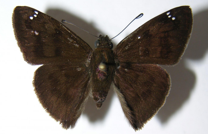 Figura 1. Adulto de <i>Telemiades nicomedes</i></i> (Hesperiidae), vista dorsal, localidad Pasmompa, Sector Pitilla ACG (440m). Voucher: 06-SRNP-31705-DHJ346400.jpg.