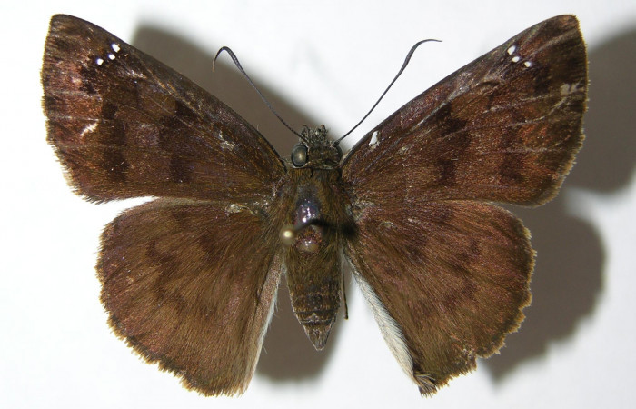 Figura 9. Adulto de <i>Telemiades nicomedes</i></i> (Hesperiidae), hembra vista dorsal, localidad Pasmompa, Sector Pitilla ACG (440m). Voucher: 06-SRNP-31788-DHJ346398.jpg.