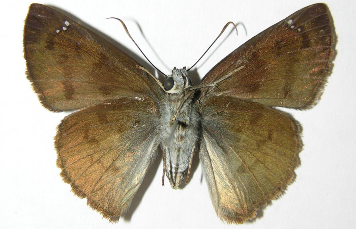 Figura 10. Adulto de <i>Telemiades nicomedes</i></i> (Hesperiidae), hembra vista ventral, localidad Pasmompa, Sector Pitilla ACG (440m). Voucher: 06-SRNP-31788-DHJ346399.jpg.