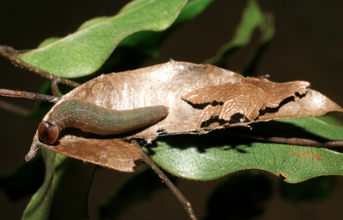 Figura 2. Casa de <i>Telemiades nicomedes</i></i> (Hesperiidae), localidad Camino Porvenir, Sector Rincón Rain Forest ACG (383m). Voucher: 06-SRNP-40298-DHJ413909.jpg.