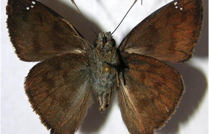 Figura 12. Adulto de <i>Telemiades nicomedes</i></i> (Hesperiidae), macho vista ventral, localidad Camino Porvenir, Sector Rincón Rain Forest ACG (383m). Voucher: 06-SRNP-44852-DHJ363415.jpg.