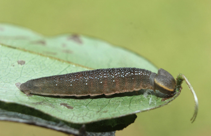 Figura 4. Larva <i>Telemiades nicomedes</i></i> (Hesperiidae), tercer estadío (PPU) vista lateral, localidad Medrano, Estación Biológica Quica Sector Pitilla ACG (380m). Voucher: 15-SRNP-70333-DHJ727151.jpg.