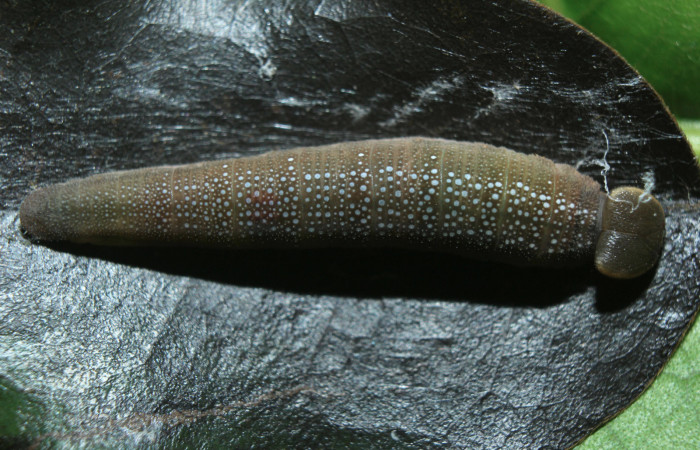 Figura 5. Larva <i>Telemiades nicomedes</i></i> (Hesperiidae), penúltimo estadío (PU) vista dorsal, localidad Medrano, Estación Biológica Quica Sector Pitilla ACG (380m). Voucher: 15-SRNP-70333-DHJ727249.jpg.