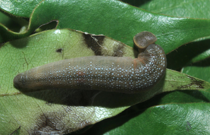 Figura 6. Larva <i>Telemiades nicomedes</i></i> (Hesperiidae), último estadío (U) vista dorsal, localidad Medrano, Estación Biológica Quica Sector Pitilla ACG (380m). Voucher: 15-SRNP-70333-DHJ727256.jpg.