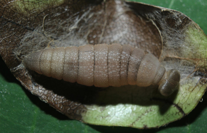 Figura 7. Larva <i>Telemiades nicomedes</i></i> (Hesperiidae), en estado de prepupa vista dorsal, localidad Medrano, Estación Biológica Quica Sector Pitilla ACG (380m). Voucher: 15-SRNP-70333-DHJ727294.jpg.
