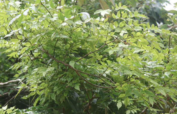Figura 13. Planta hospedera de <i>Telemiades nicomedes</i></i> (Hesperiidae), esta planta se llama <i>Machaerium seemannii</i></i> (Fabaceae), localidad Medrano, Estación Biológica Quica Sector Pitilla ACG (380m).