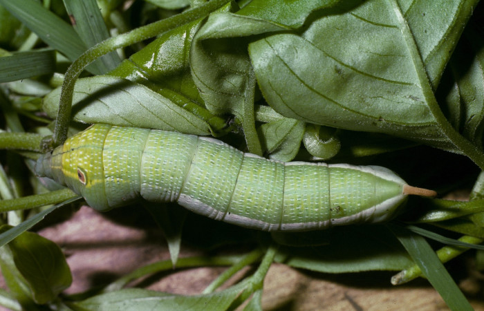 Figura 4. Larva <i>Xylophanes pluto</i></i> (Sphingidae), último estadío (U) vista dorsal, localidad Quebrada Cementerio, Sector San Cristóbal ACG (700m). Voucher: 02-SRNP-1569-DHJ87861.jpg.