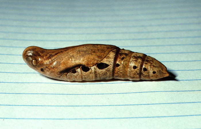 Figura 5. Pupa de <i>Xylophanes pluto</i></i> (Sphingidae), vista lateral, localidad Quebrada Cementerio, Sector San Cristóbal ACG (700m). Voucher: 02-SRNP-176-DHJ64282.jpg.