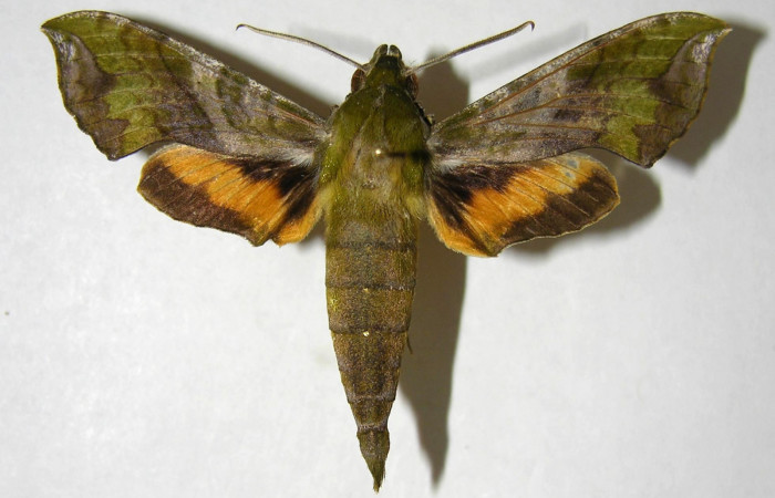 Figura 6. Adulto de <i>Xylophanes pluto</i></i> (Sphingidae), macho vista dorsal, localidad Luces, Sector Santa Rosa ACG (300m). Voucher: 05-SRNP-64458-DHJ357924.jpg.