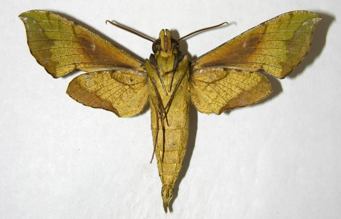Figura 7. Adulto de <i>Xylophanes pluto</i></i> (Sphingidae), macho vista ventral, localidad Luces, Sector Santa Rosa ACG (300m). Voucher: 05-SRNP-64458-DHJ357925.jpg.