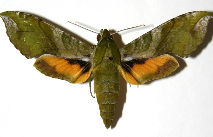 Figura 1. Adulto de <i>Xylophanes pluto</i></i> (Sphingidae), vista dorsal, localidad Quebrada Tibio Perla, Sector Mundo Nuevo ACG (330m). Voucher: 05-SRNP-66286-DHJ328032.jpg.