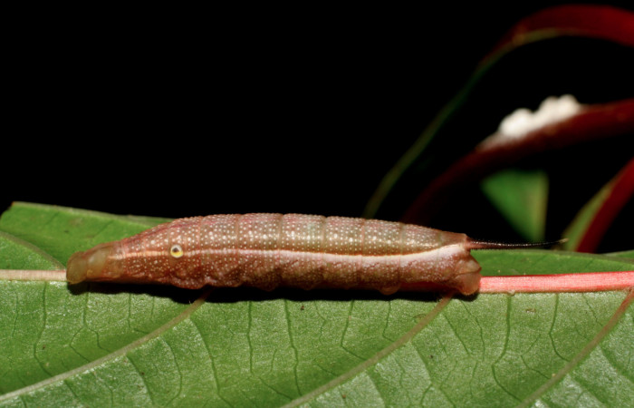 Figura 2. Larva <i>Xylophanes pluto</i></i> (Sphingidae), tercer estadío (PPU) vista lateral, localidad Loaciga, Sector Pitilla ACG (445m). Voucher: 06-SRNP-30423-DHJ409916.jpg.
