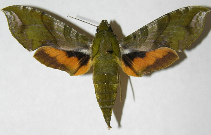 Figura 8. Adulto de <i>Xylophanes pluto</i></i> (Sphingidae), hembra vista dorsal, localidad Pasmompa, Sector Pitilla ACG (440m). Voucher: 06-SRNP-31054-DHJ347464.jpg.
