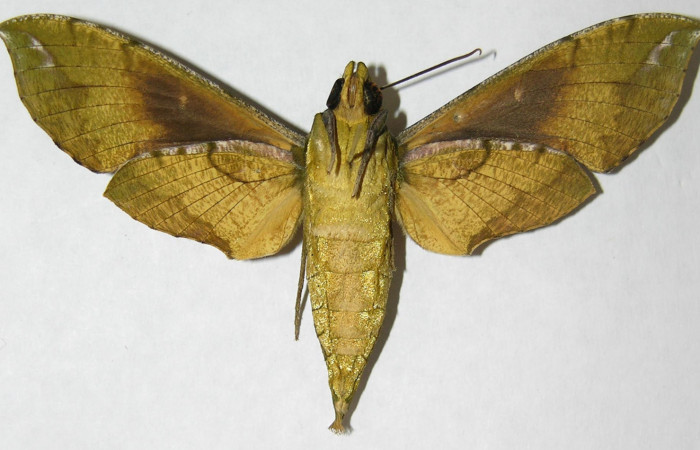 Figura 9. Adulto de <i>Xylophanes pluto</i></i> (Sphingidae), hembra vista ventral, localidad Pasmompa, Sector Pitilla ACG (440m). Voucher: 06-SRNP-31054-DHJ347465.jpg.