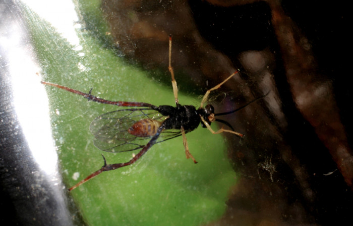 Figura 12. Adulto <i>Cryptophion</i></i> inaequalipesDHJ02 Ichneumonidae de <i>Xylophanes pluto</i></i> (Sphingidae), vista ventral, localidad Colocho, Sector Pitilla ACG (375m). Voucher: 07-SRNP-30493-DHJ418599.jpg.