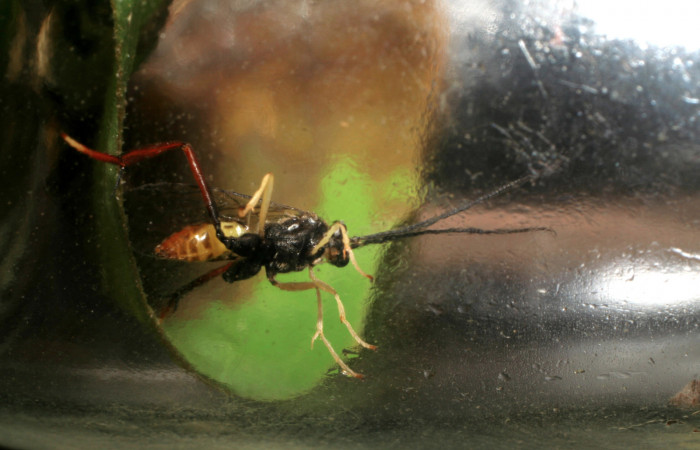 Figura 11. Adulto <i>Cryptophion</i></i> inaequalipesDHJ02 Ichneumonidae de <i>Xylophanes pluto</i></i> (Sphingidae), vista ventral, localidad Colocho, Sector Pitilla ACG (375m). Voucher: 07-SRNP-30493-DHJ418601.jpg.