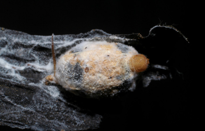 Figura 10. Capullo de parásito <i>Cryptophion</i></i> inaequalipesDHJ02 (Ichneumonidae) que ataca <i>Xylophanes pluto</i></i> (Sphingidae), localidad Colocho, Sector Pitilla ACG (375m). Voucher: 07-SRNP-30493-DHJ448400.jpg.