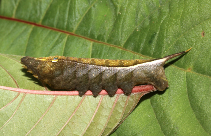 Figura 3. Larva <i>Xylophanes pluto</i></i> (Sphingidae), penúltimo estadío (PU) vista lateral, localidad Pasmompa, Sector Pitilla ACG (440m). Voucher: 14-SRNP-30871-DHJ721023.jpg.