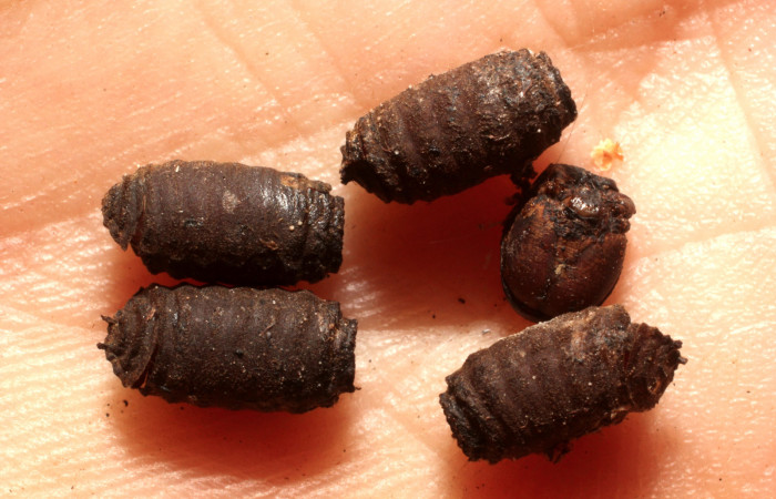 Figura 13. Restos de puparios de parásito <i>Drino</i></i> Wood06DHJ08 (Tachinidae) que ataca <i>Xylophanes pluto</i></i> (Sphingidae), localidad Casa Hacha Vieja, Sector El Hacha ACG (290m). Voucher: 14-SRNP-58148-DHJ804903.jpg.