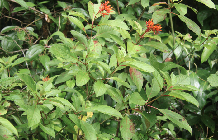 Figura 14. Planta hospedera de <i>Xylophanes pluto</i></i> (Sphingidae), esta planta se llama <i>Hamelia patens</i></i> (Rubiaceae), localidad Medrano, Estación Biológica Quica Sector Pitilla ACG (380m). Foto; Ricardo Calero 29 junio 2016.