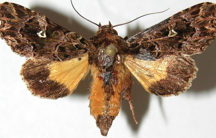 Figura 19. Adulto de <i>Argyrosticta vauaurea</i></i> (Noctuidae), vista dorsal, localidad Brisanta, Sector Brasilia ACG (290m). Voucher: 07-SRNP-65875-DHJ388798.jpg.
