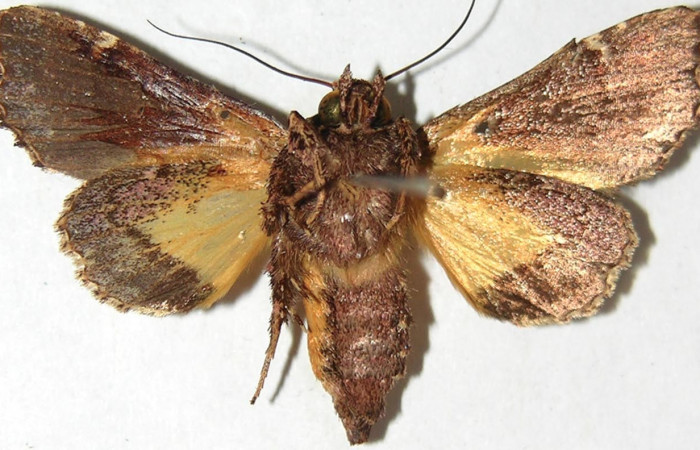 Figura 20. Adulto de <i>Argyrosticta vauaurea</i></i> (Noctuidae), vista ventral, localidad Brisanta, Sector Brasilia ACG (290m). Voucher: 07-SRNP-65875-DHJ388799.jpg.
